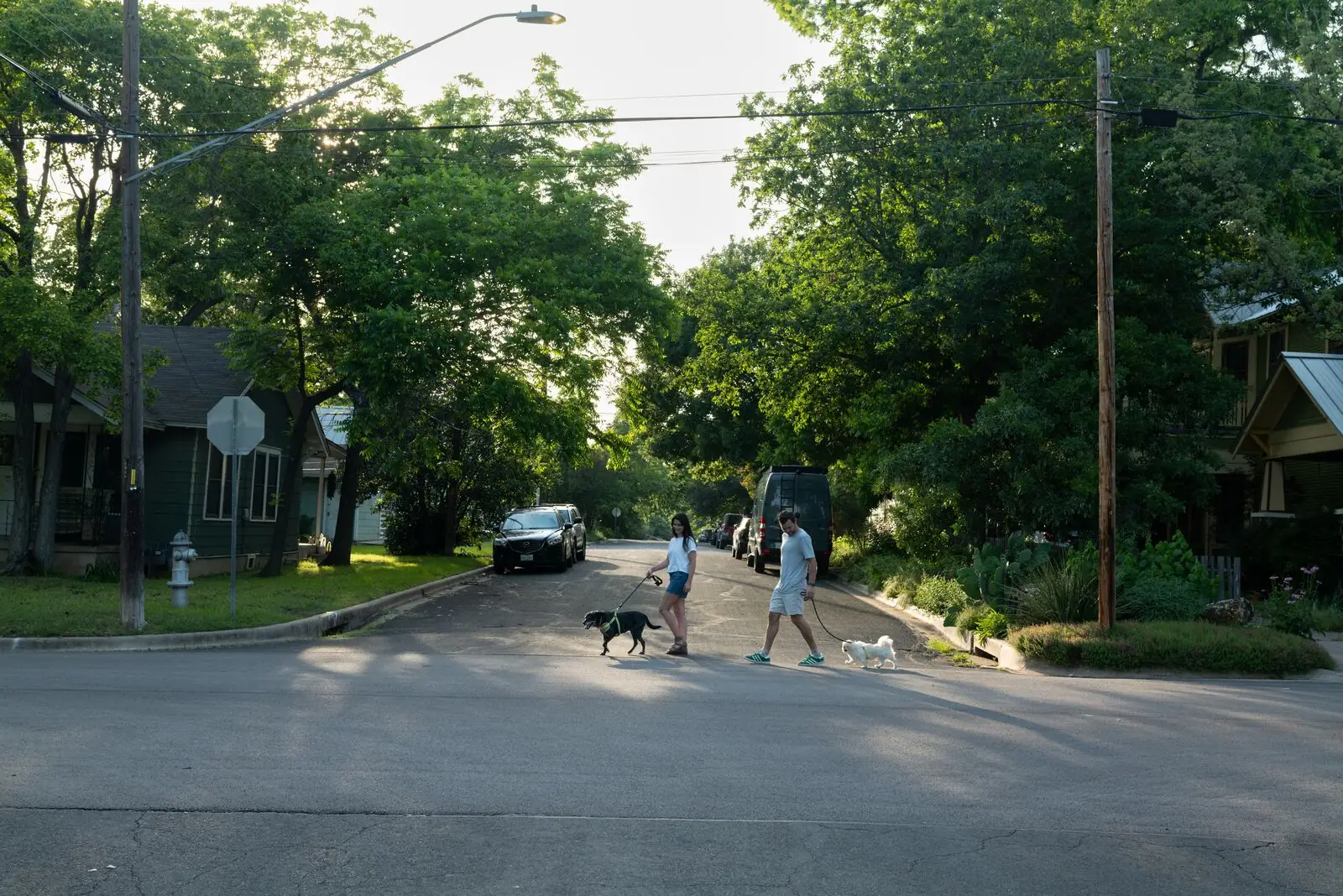 Two people crossing the street with their dogs